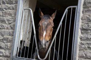 _middleham open day 33.jpg